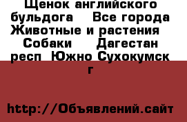 Щенок английского бульдога  - Все города Животные и растения » Собаки   . Дагестан респ.,Южно-Сухокумск г.